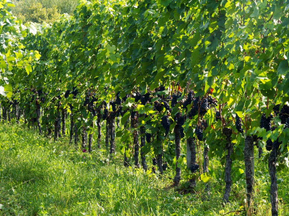 Vineyards harvest wine region