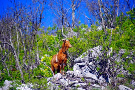 01 Route vers Mostar (12)