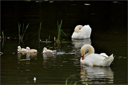 Waters bird swans