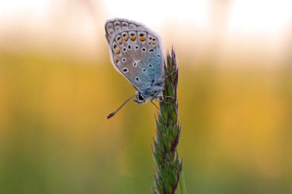 Common blue nature macro
