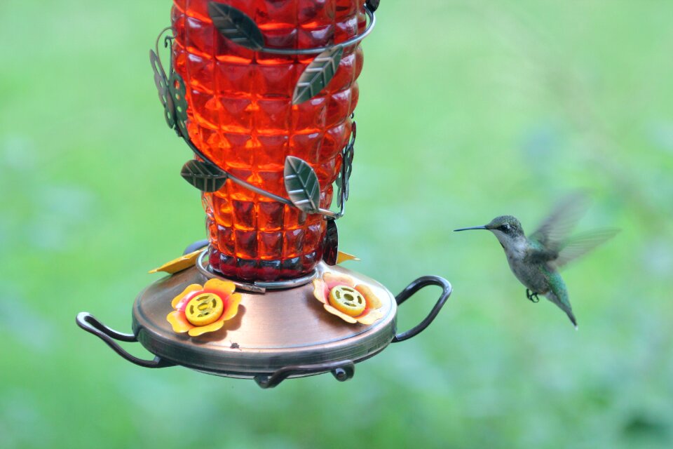 Wildlife nature flying