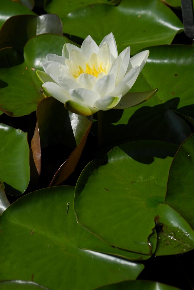 Nature puddle water lily