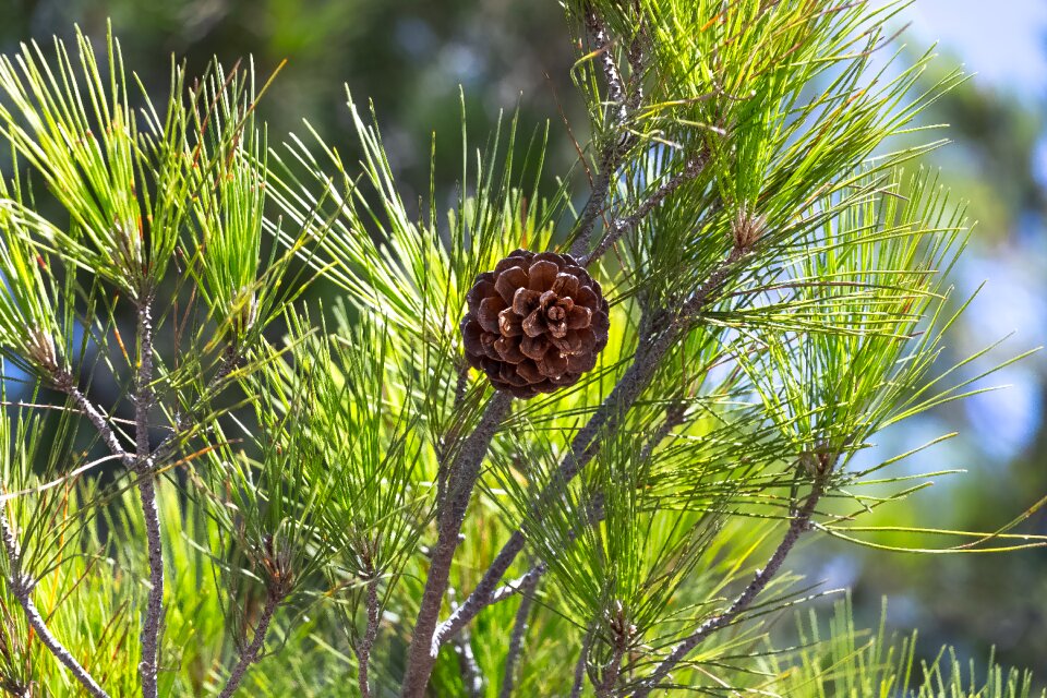 Coniferous cones larch cones