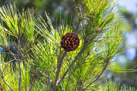 Coniferous cones larch cones photo