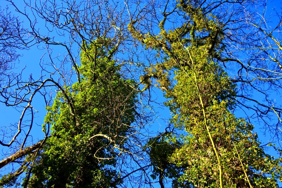 Ivy ivy grown tree vine