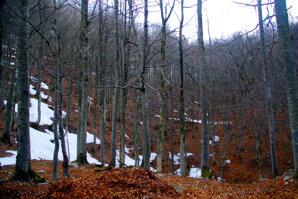 03 Snežnik (7)