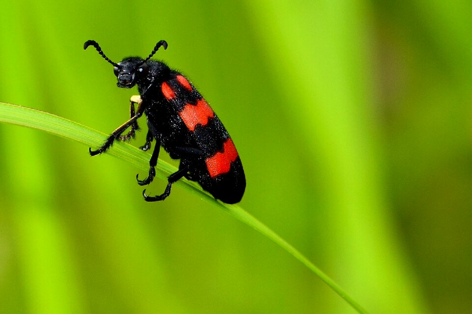 Macrophoto macrophotography animal