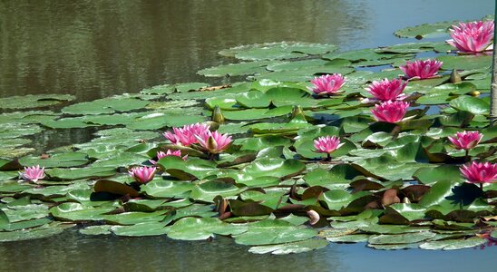 Aquatic plant foliage