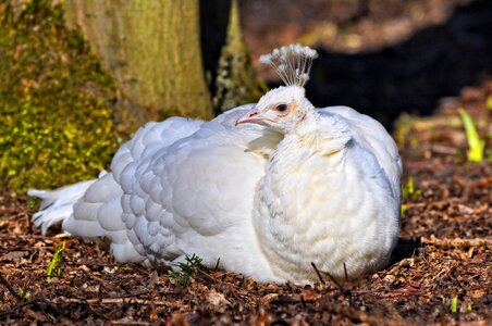 Bird female domestic