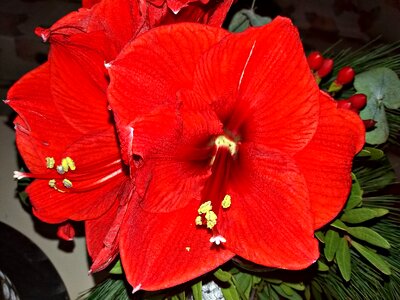 Nature flowering chalices of flowers