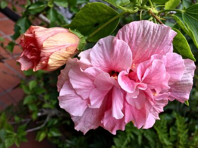 Spring petals flower