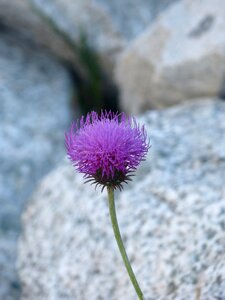 Rocks beauty pyrenee catalunya
