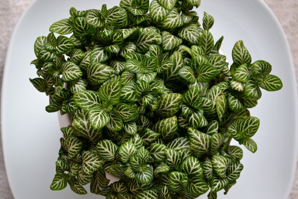 Fittonia houseplant flower