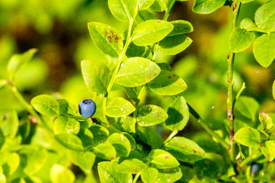 Ripe berry summer