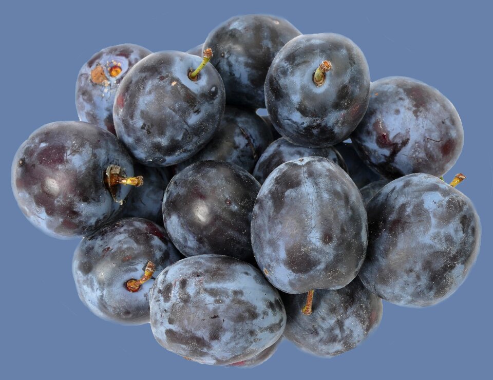 Fruit growing prunus domestica squish