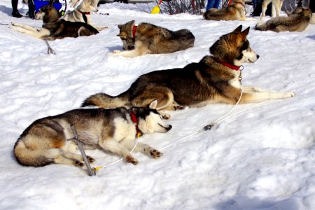 03 Chiens (36)