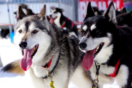 03 Chiens (33)