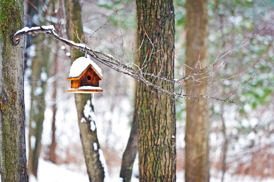 Outdoors winter winter wonderland