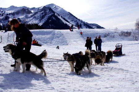 03 Chiens (37)