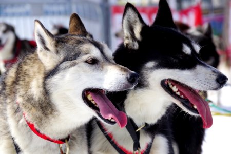 03 Chiens (32)