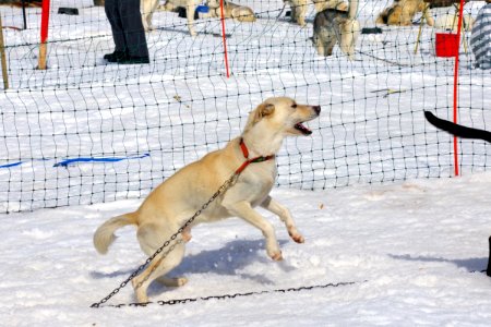 03 Chiens (35)