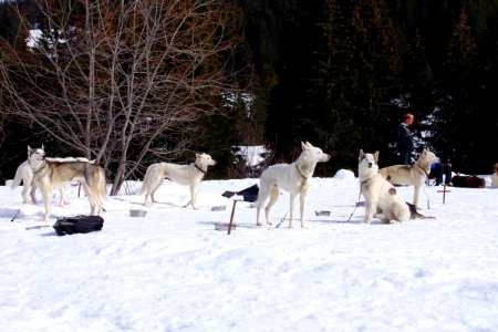 03 Chiens (34)