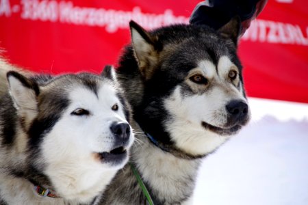 03 Chiens (28)