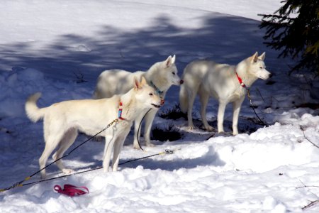 03 Chiens (24)