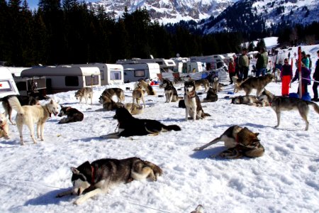 03 Chiens (20)