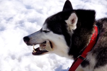 03 Chiens (21)
