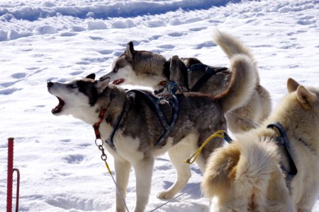 03 Chiens (15)