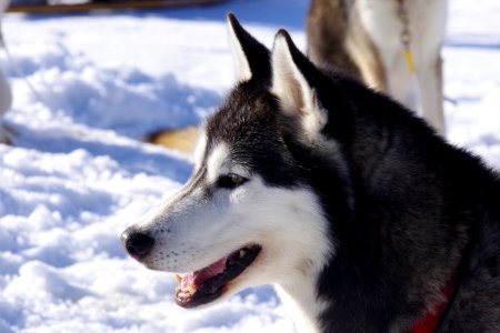 03 Chiens (11)