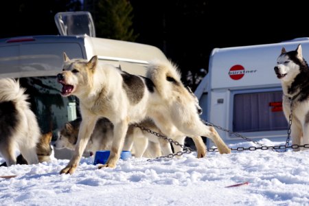 03 Chiens (10)