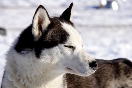 03 Chiens (6)