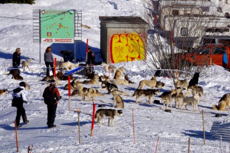 03 Chiens (3)