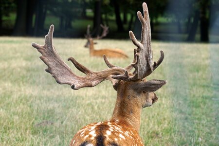 Nature forest red deer photo
