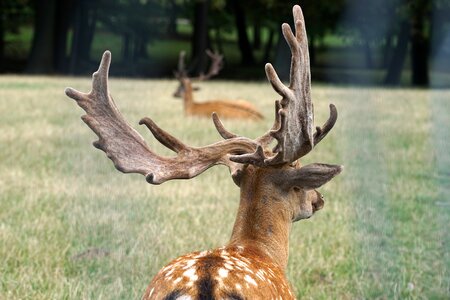 Nature forest red deer