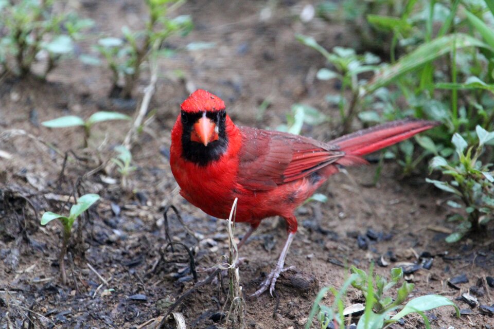 Male animal nature