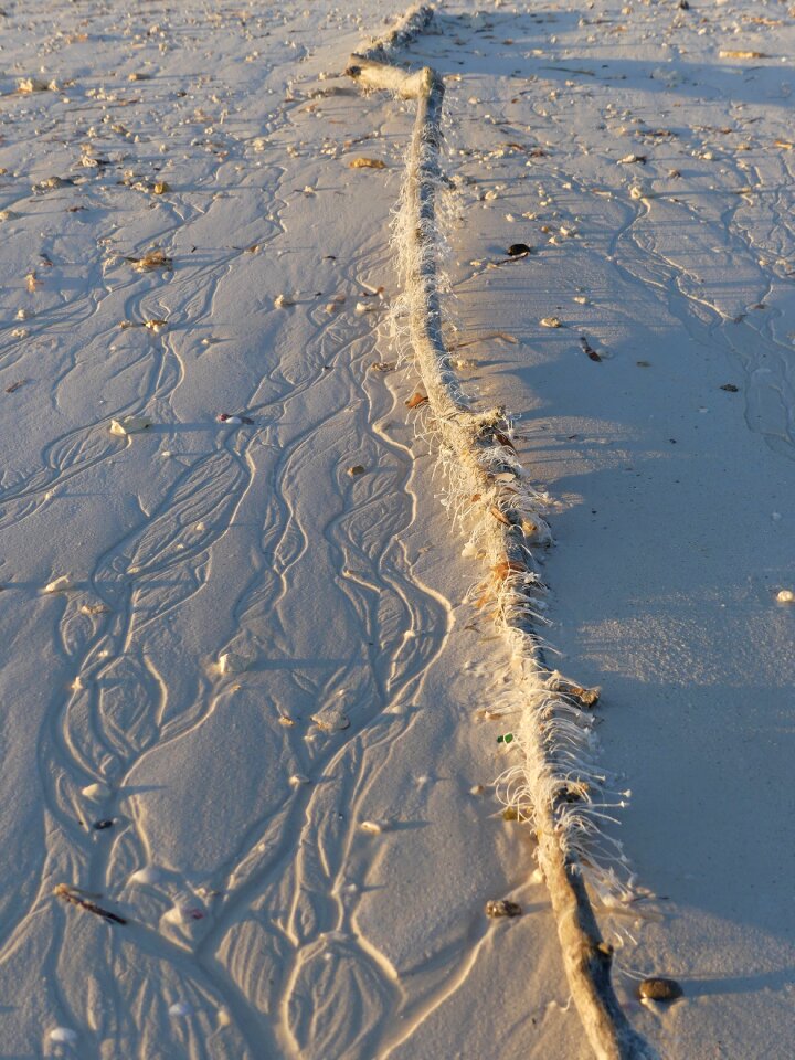 Nature coast beach