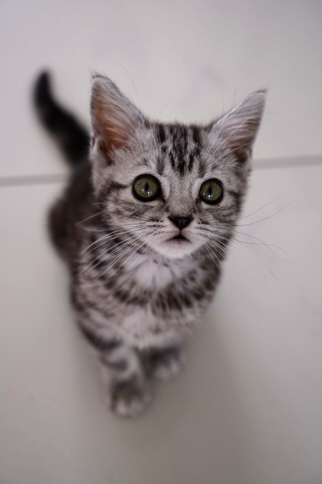 Pet kitten baby cat
