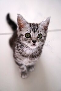 Pet kitten baby cat photo