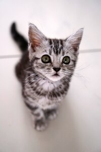 Pet kitten baby cat