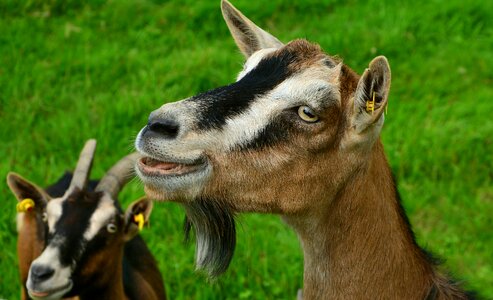 Livestock creature goatee