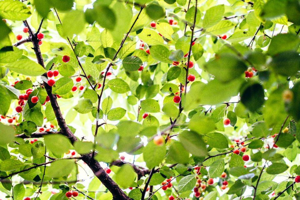 Leaves green berries