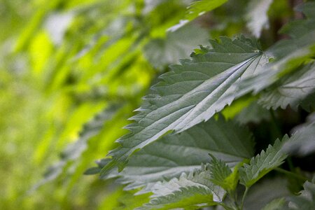 Outdoors shoots green