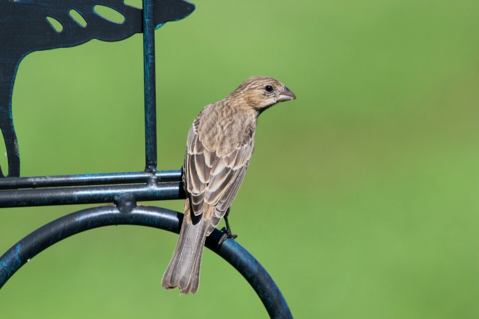 Female perched nature