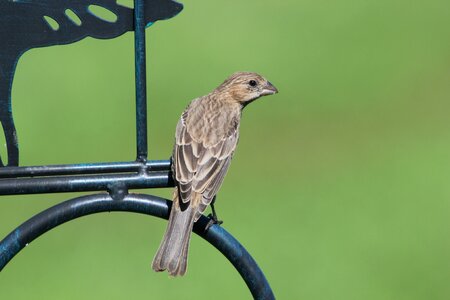 Female perched nature photo