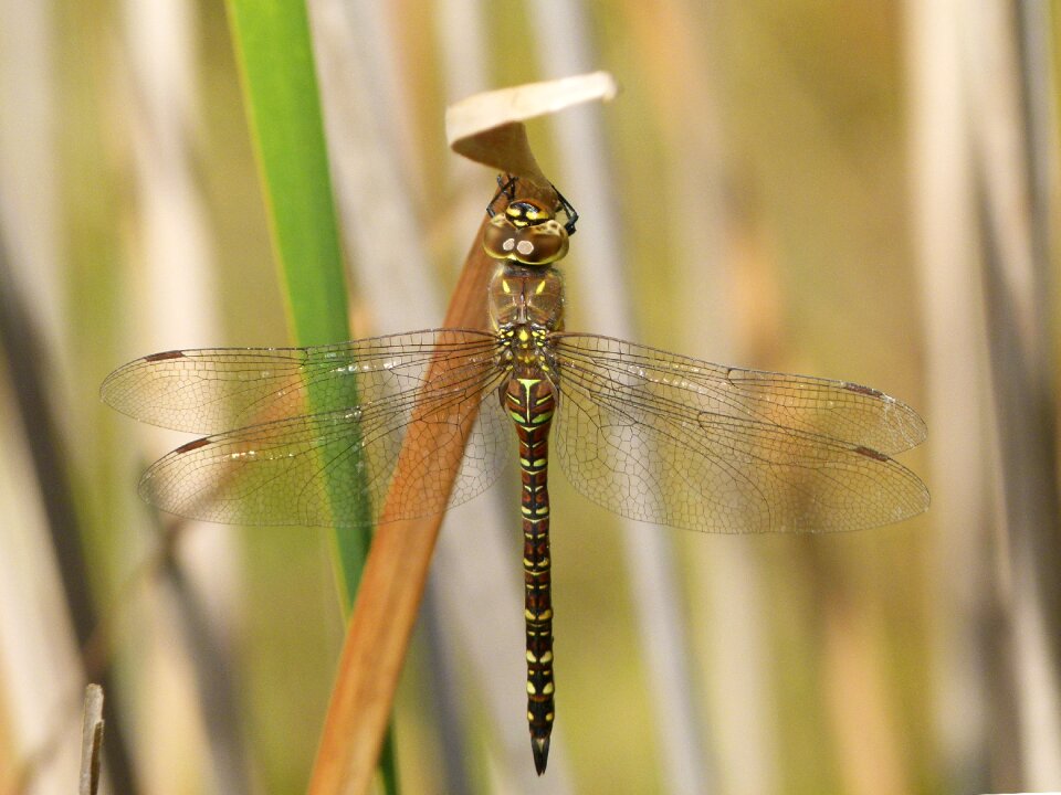 Odonato detail winged insect