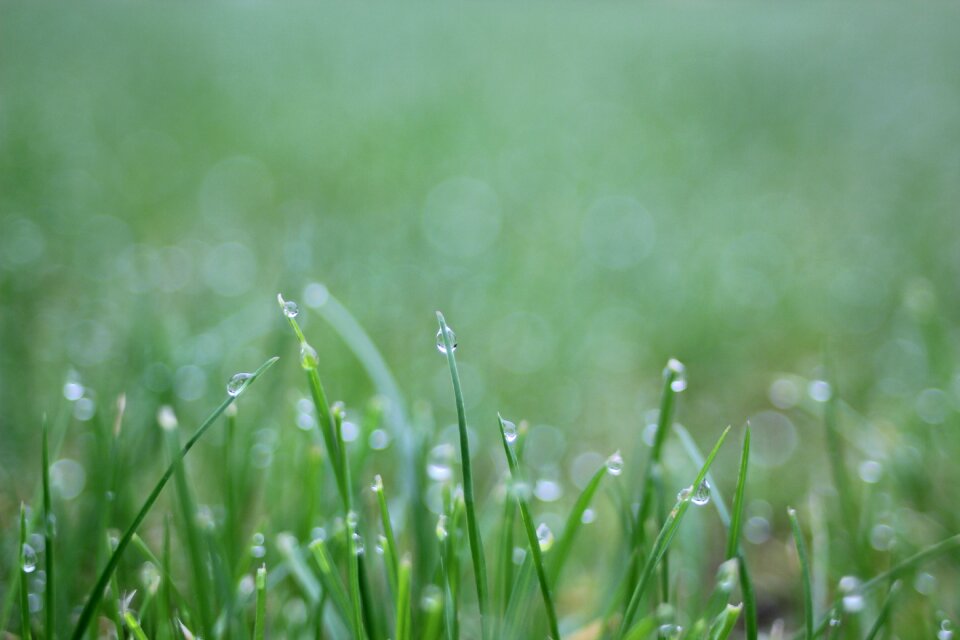 Growth rain waterdrop