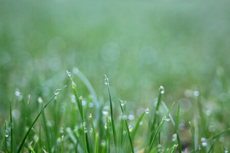 Growth rain waterdrop photo